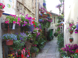 Spello Umbria vicolo in fiore